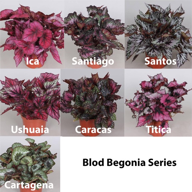 B. ‘Blod Series 1’